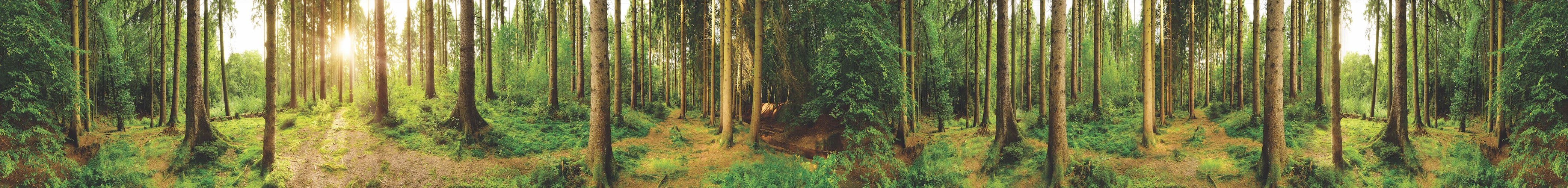 Customise your - Forêt